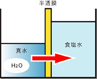 浸透現象